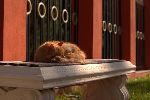 Um gato de rua fofo vermelho em um parque de outono em um banco se aquece nos raios do foco seletivo de verão de saída bokeh de fundo desfocado