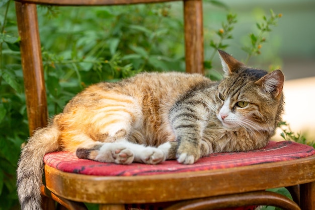 Um gato de rua multicolorido está em uma cadeira em um dia ensolarado de verão, foto de perto