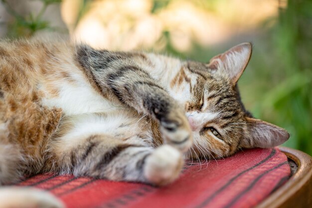 Um gato de rua multicolorido está em uma cadeira em um dia ensolarado de verão, foto de perto