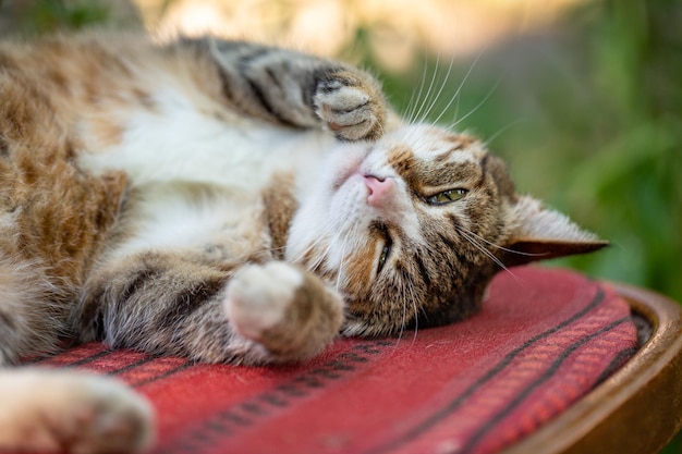 Um gato de rua multicolorido está em uma cadeira em um dia ensolarado de verão, foto de perto