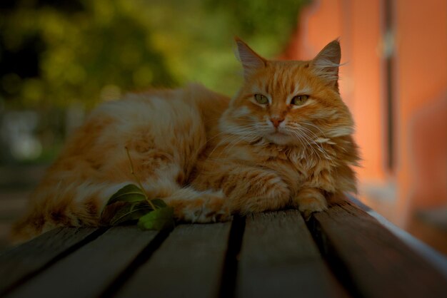 Um gato de rua vermelho e fofo em um parque de outono em um banco se aquece à luz do sol esparsa do verão de saída