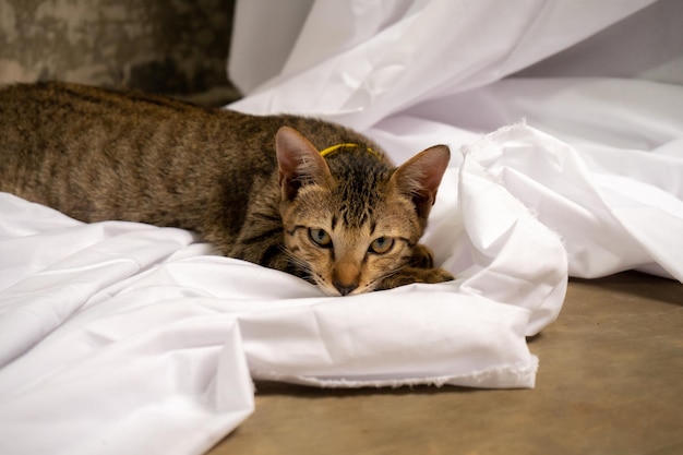 Foto um gato deitado relaxado sobre um lençol branco no chão.