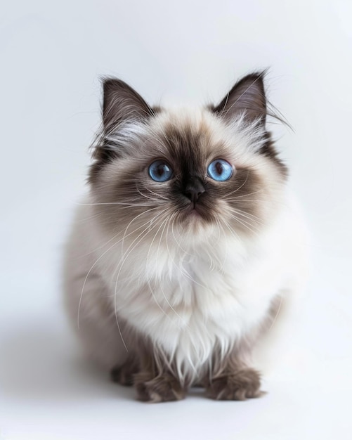 Um gato do Himalaia com olhos azuis impressionantes senta-se graciosamente em uma superfície branca