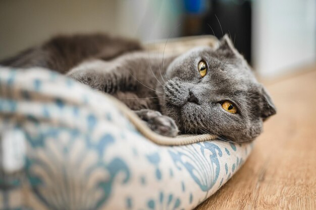 Um gato dobrado escocês cinza está deitado em um sofá macio