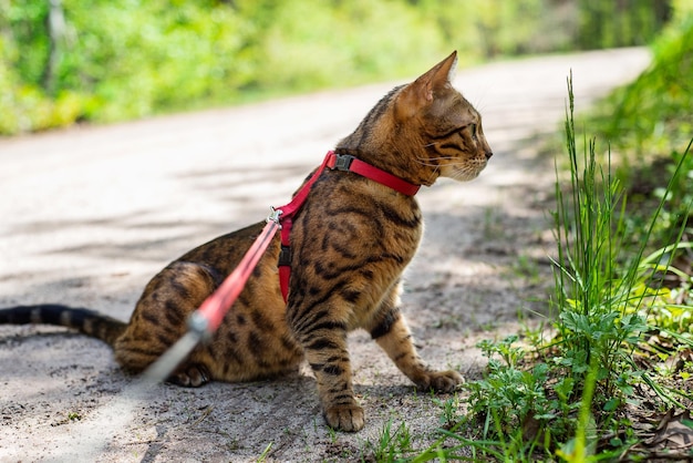 Um gato doméstico de Bengala caminha na coleira pela floresta. O gatinho senta-se no caminho e caça alguém na grama.