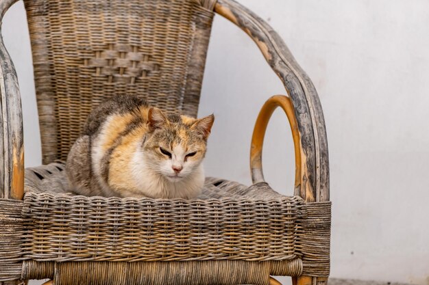 Um gato doméstico do mar Egeu sentado na poltrona de vime na vila de Naoussa da ilha de Paros Cyclades Grécia