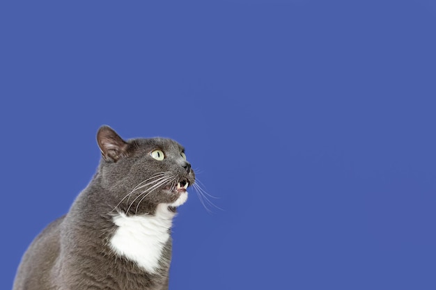 Um gato doméstico em um fundo azul Temas de animais Um gato de pelo curto Copiar espaço