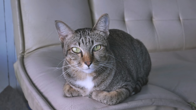 Foto um gato doméstico macio olhando para a câmera