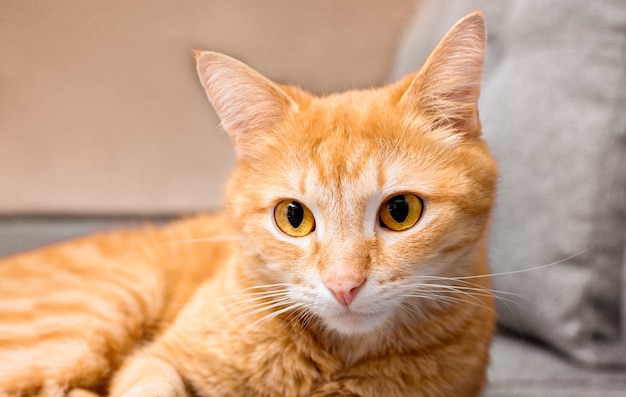 Um gato doméstico ruivo está deitado em um sofá cinza