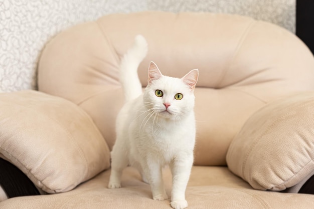 Um gato doméstico Um gato branco de raça britânica Retrato Temas de animais Animais de estimação