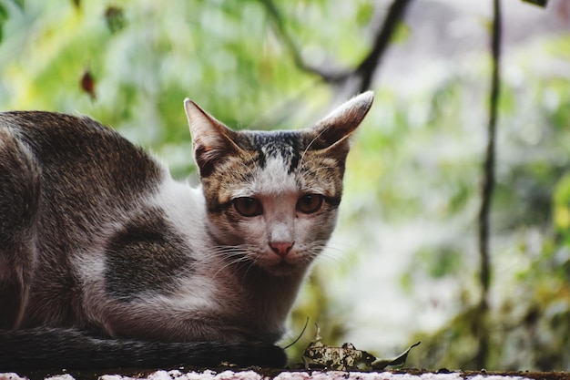 Um gato doméstico.