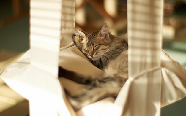 um gato dormindo em um saco com o sol brilhando na cortina