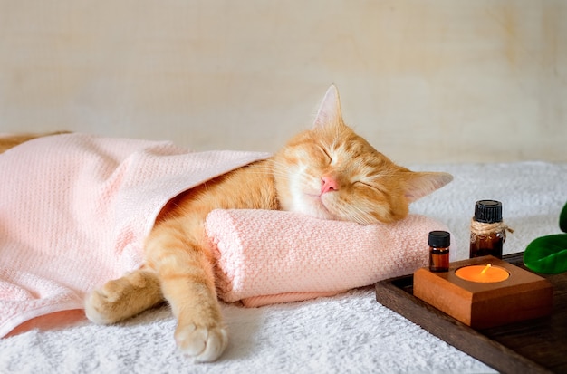 Um gato dormindo em uma mesa de massagem enquanto faz tratamentos de spa