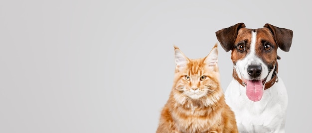Um gato e um cão bonitos na frente de um fundo claro