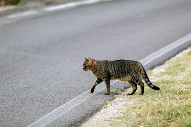 Um gato em um campo de trigo cortado