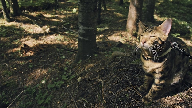 Um gato em um parque da cidade O gato selvagem de Bengala anda na floresta na coleira Gato asiático da selva ou pântano ou junco Gato leopardo domesticado escondendo caçando e brincando na grama Gato doméstico na natureza ao ar livre