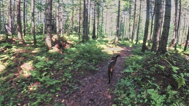 Um gato em um parque da cidade O gato selvagem de Bengala anda na floresta na coleira Gato asiático da selva ou pântano ou junco Gato leopardo domesticado escondendo caçando e brincando na grama Gato doméstico na natureza ao ar livre