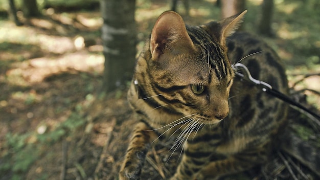 Um gato em um parque da cidade O gato selvagem de Bengala anda na floresta na coleira Gato asiático da selva ou pântano ou junco Gato leopardo domesticado escondendo caçando e brincando na grama Gato doméstico na natureza ao ar livre