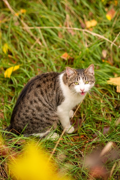 Um gato em um parque de outono com a boca aberta O gato chama o dono