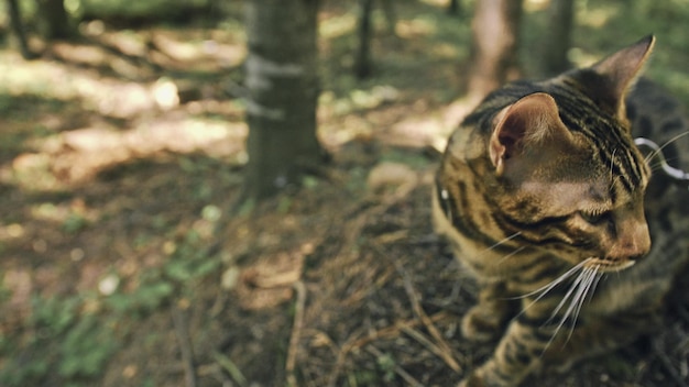 Um gato em um parque urbano O gato selvagem de Bengala anda na floresta em coleira Gato asiático da selva ou pântano ou gato leopardo domesticado