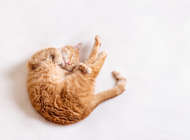 Um gato engraçado deita-se sobre um cobertor branco e faz exercícios de alongamento.