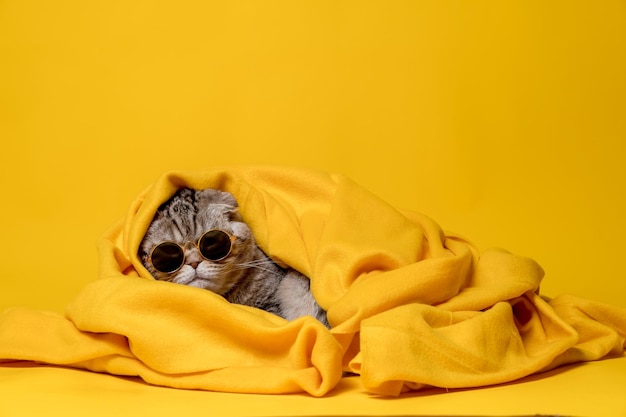 Um gato engraçado em óculos de sol está descansando relaxadamente envolto em uma manta amarela quente isolada