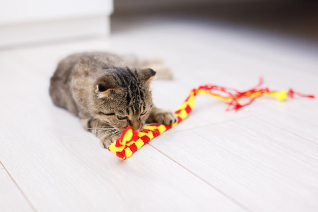 Um gato escocês de orelhas caídas brinca com fitas em um piso de madeira de cor clara. Fundo claro com espaço para texto