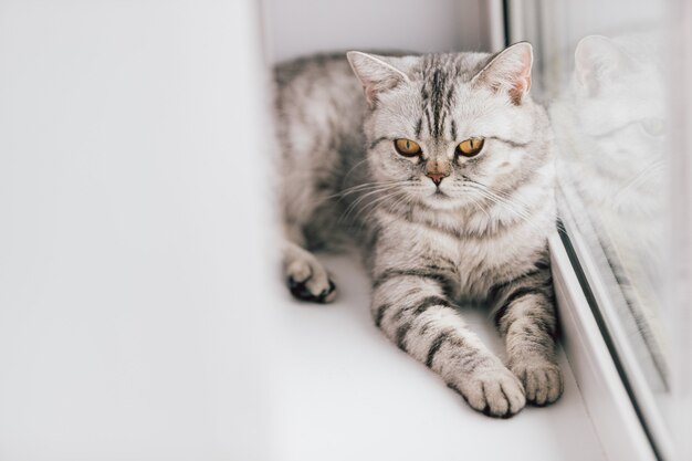 Um gato escocês ou britânico com uma cor preto e branco marmorizada está descansando em uma soleira branca em um dia ensolarado brilhante.