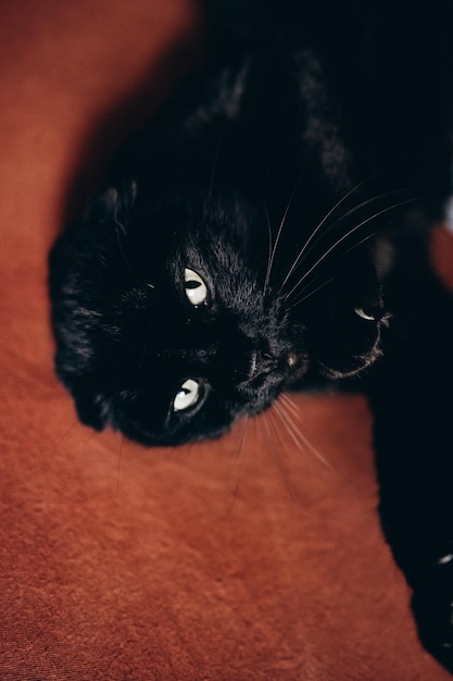 um gato escocês preto está deitado na cama