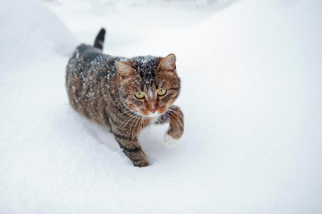 Um gato está brincando na neve