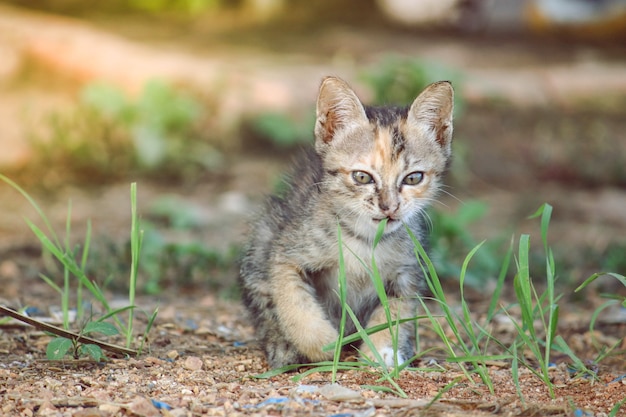 um gato está com fome e come um pouco de grama