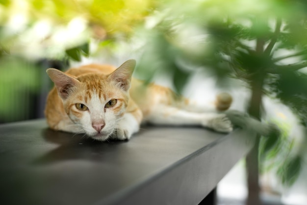 Um gato está deitado em uma mesa no jardim.