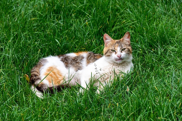 Um gato está deitado na grama e tem um nariz rosa.