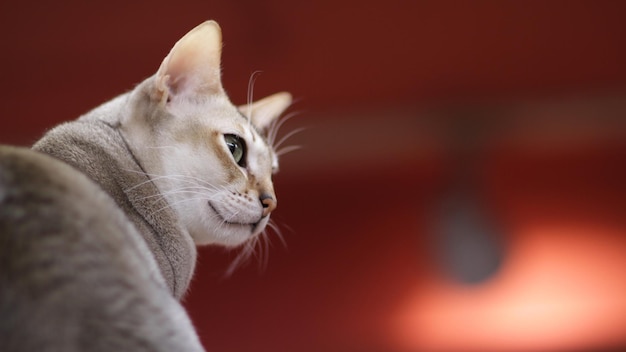 um gato está olhando para a câmera e está olhando pra câmera