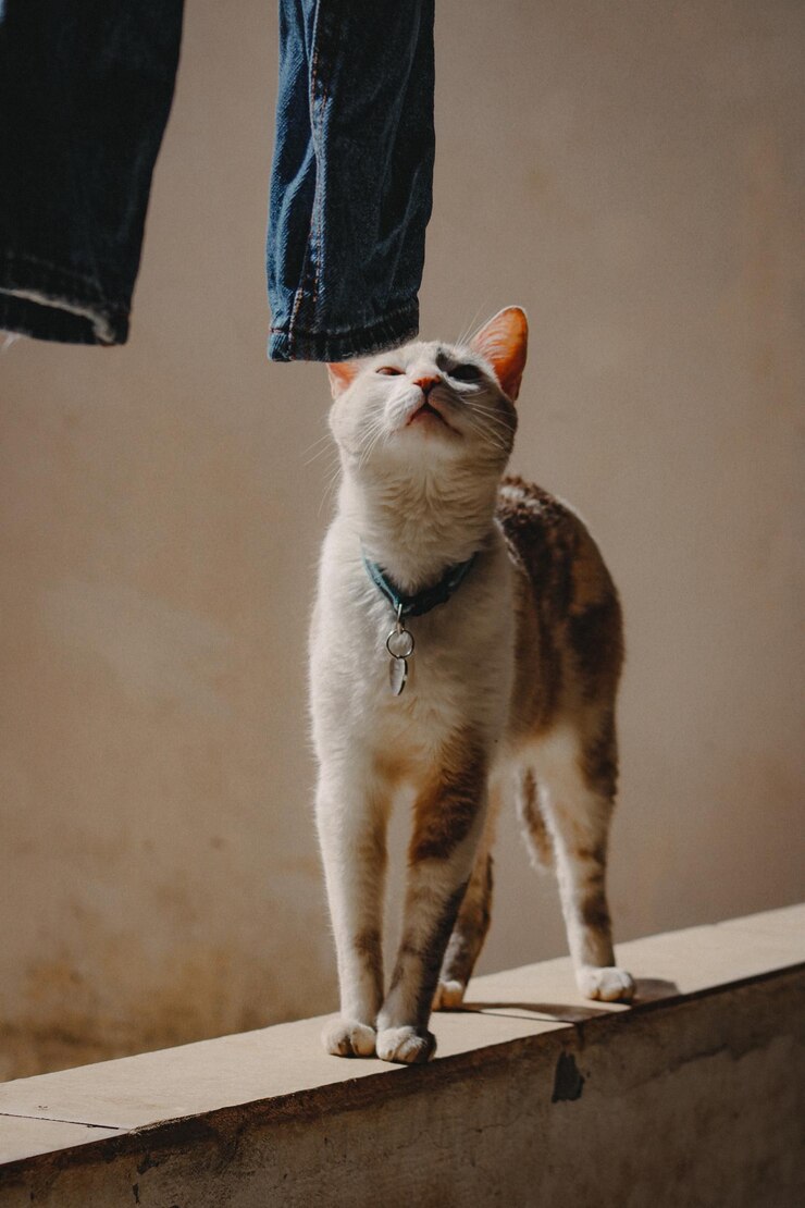 um gato está olhando para cima enquanto está de pé em uma borda