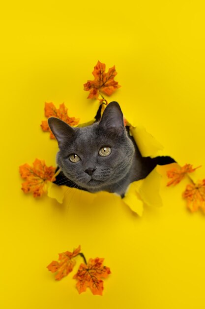 Foto um gato está olhando para fora de um buraco em um fundo amarelo