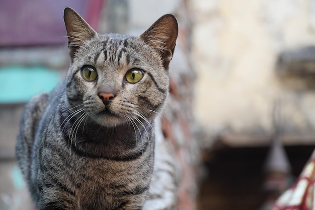 Um gato está olhando para o lado da câmera