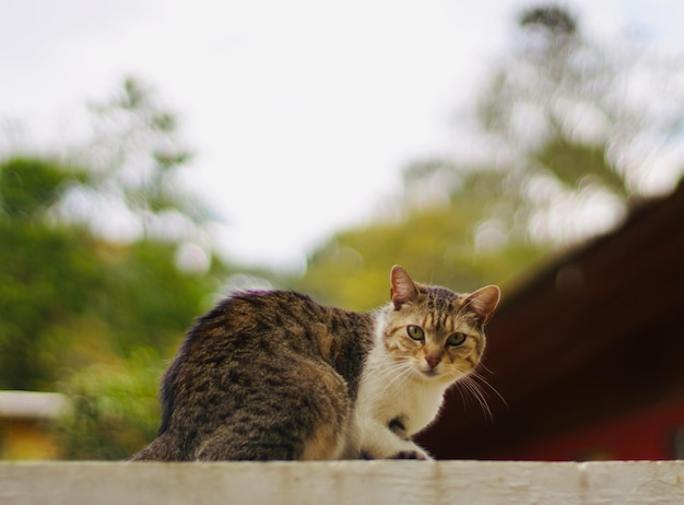 Um gato está sentado em cima do muro e olhando para a câmera.