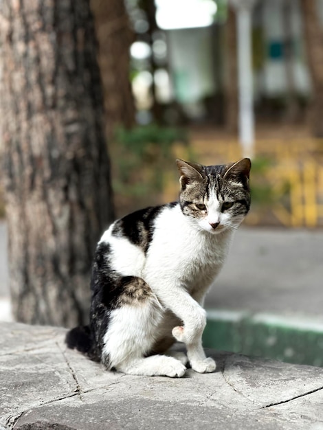 Um gato está sentado em um meio-fio e tem um olho verde.