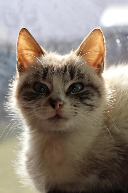 Um gato está sentado em uma janela com o sol brilhando em seu rosto.