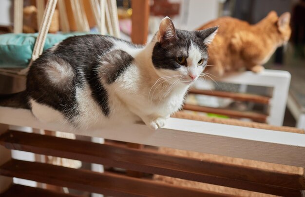 Um gato está sentado na mesa