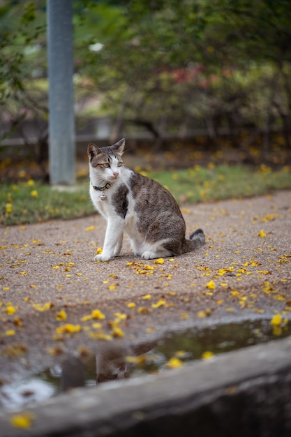 Um gato está sentado no jardim. Ele é tão fofo. Ele parece um tigre pequeno. É animal de estimação popular.