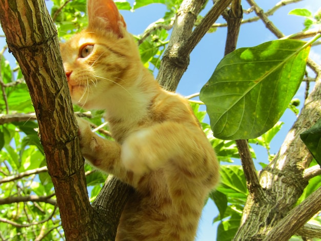 Foto um gato está subindo em uma árvore e as folhas são verdes.