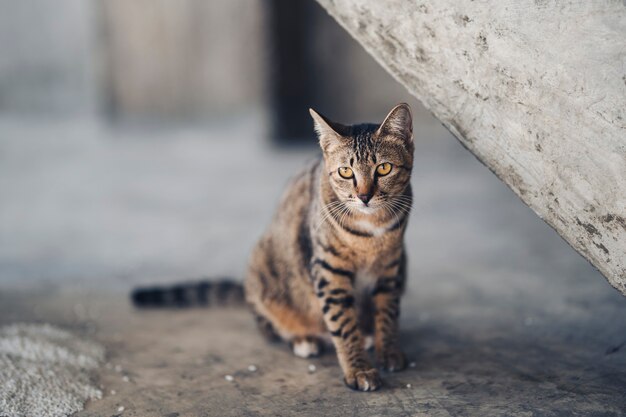 Um gato estava sentado sozinho no chão de cimento da sala.