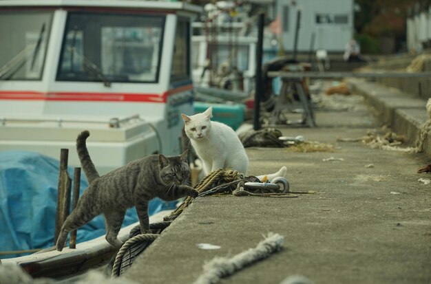 Foto um gato explorando um porto de pesca da ilha de okishima