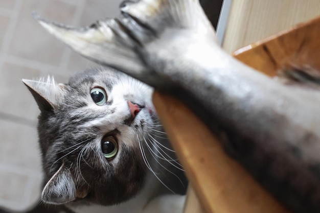 Um gato faminto olha para o rabo de um peixe na mesa da cozinha Um animal de estimação rouba comida da mesa