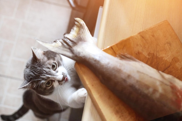 Um gato faminto olha para o rabo de um peixe na mesa da cozinha Um animal de estimação rouba comida da mesa