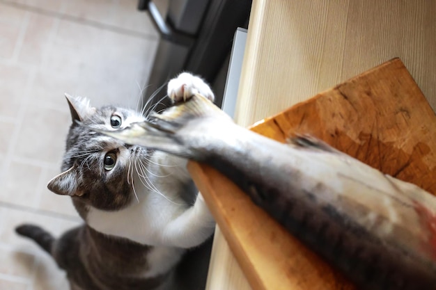 Um gato faminto olha para o rabo de um peixe na mesa da cozinha Um animal de estimação rouba comida da mesa