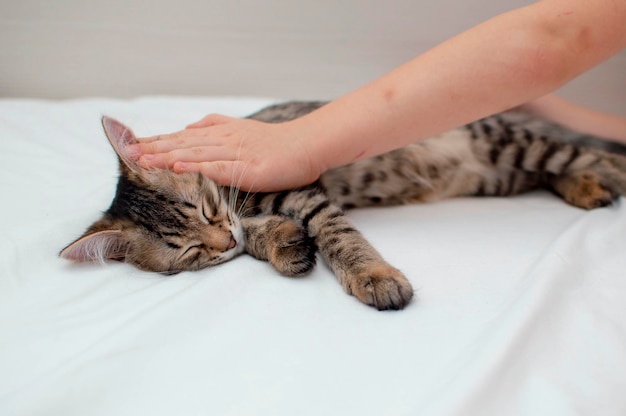 Um gato feliz dormindo perfeitamente ao lado de uma criança uma mão acariciando um gatinho o conceito de amor pelos animais