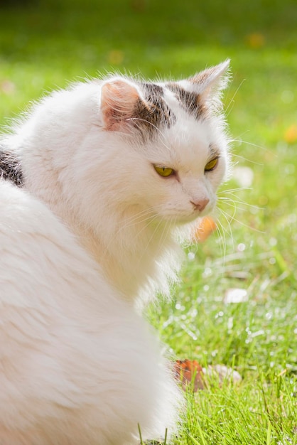 Um gato fofo branco com manchas cinzentas senta-se na grama